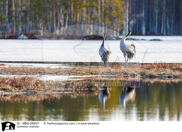 Graue Kraniche / common cranes / MBS-26607