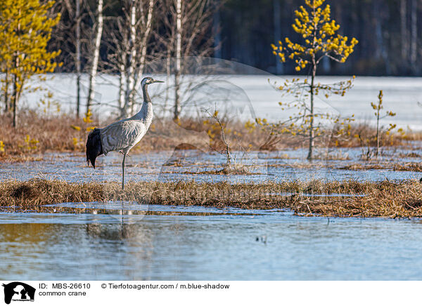 Grauer Kranich / common crane / MBS-26610