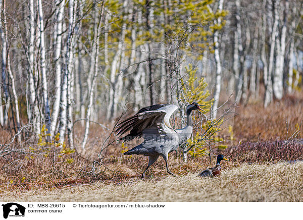 common crane / MBS-26615