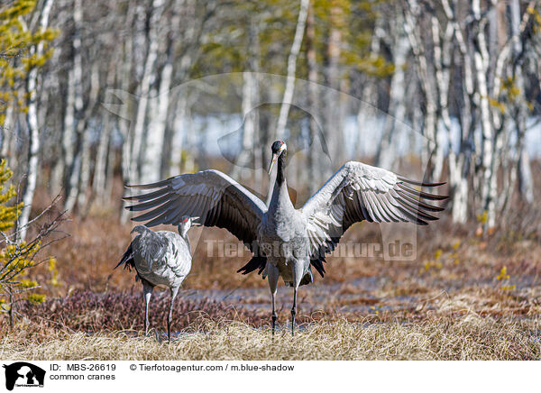 Graue Kraniche / common cranes / MBS-26619