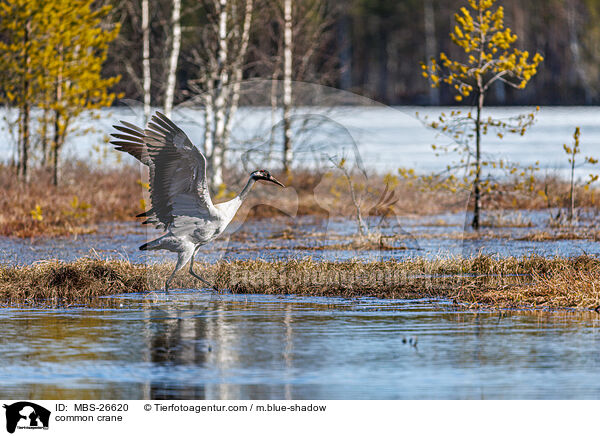 common crane / MBS-26620