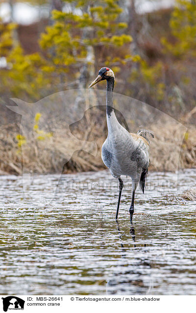 Grauer Kranich / common crane / MBS-26641