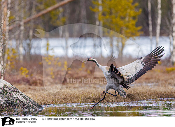 Grauer Kranich / common crane / MBS-26652