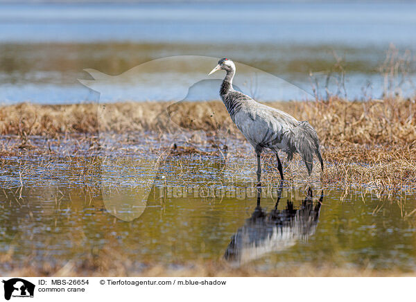 Grauer Kranich / common crane / MBS-26654