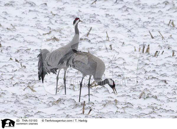 Graue Kraniche / common cranes / THA-10193