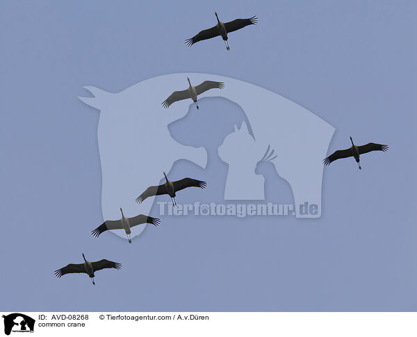 Grauer Kranich / common crane / AVD-08268