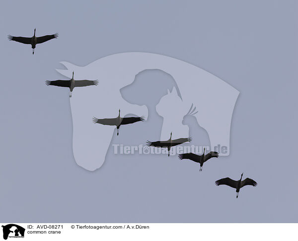 Grauer Kranich / common crane / AVD-08271
