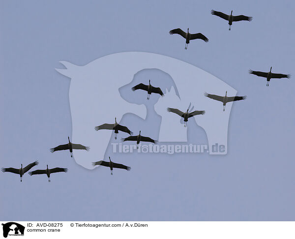 Grauer Kranich / common crane / AVD-08275