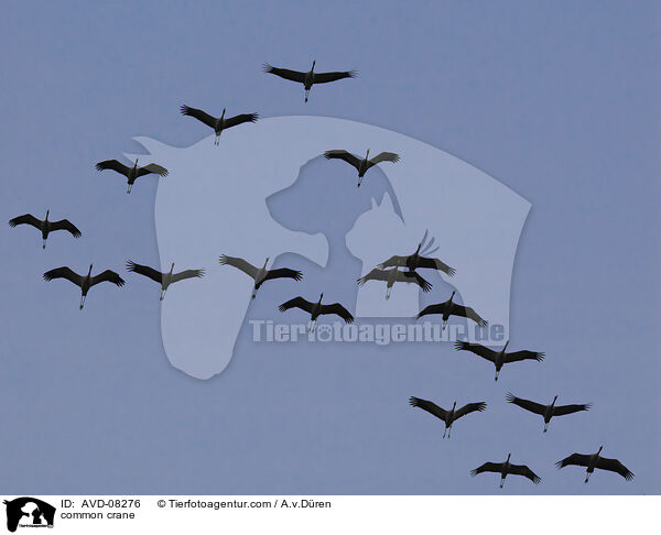 Grauer Kranich / common crane / AVD-08276