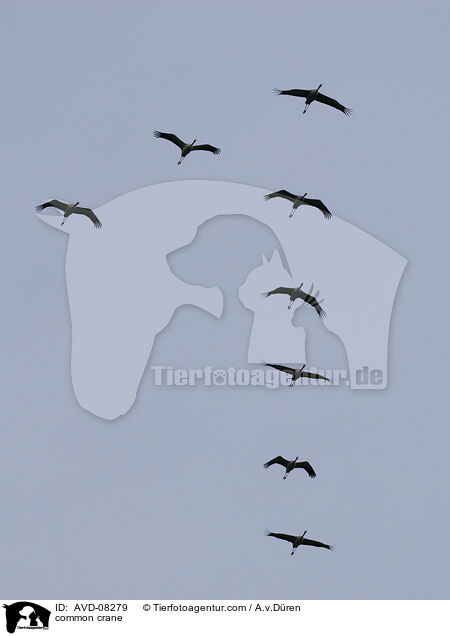 Grauer Kranich / common crane / AVD-08279
