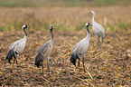 common crane