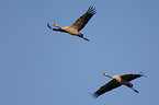 common crane