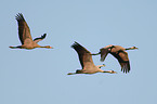 common crane