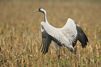 common crane