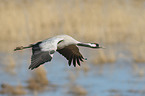 crane