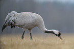 crane