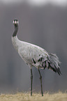 common crane