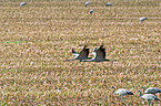 common cranes