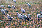 common cranes