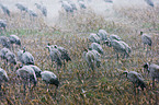 common cranes