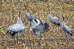 common cranes