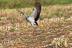 common crane