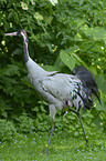 common crane