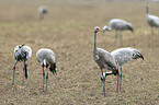 common cranes