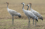 common cranes