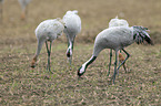 common cranes