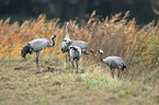 common cranes