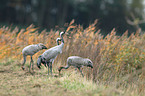 common cranes