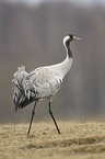 common crane