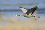 common crane