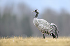 common crane