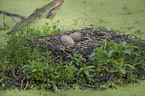 common crane eggs