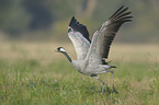 common crane