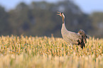 common crane