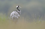 common crane