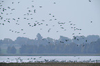 common cranes