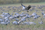 Eurasian cranes