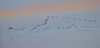 Eurasian cranes