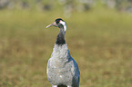 Eurasian crane