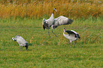 Eurasian cranes