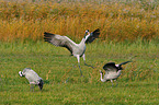 Eurasian cranes