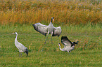 Eurasian cranes