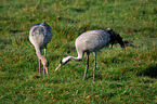 Eurasian cranes