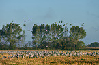 Eurasian cranes