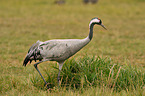 Eurasian crane
