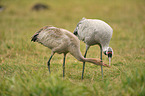 Eurasian cranes